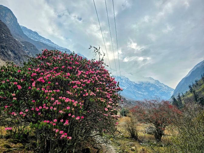 Rhododendron blooms in Langtang Valley, 2025