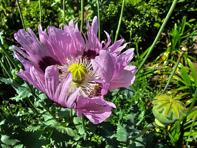 Sunlit purple Opium Poppy (Papaver somniferum) flower, Thames Path Greenwich 2024