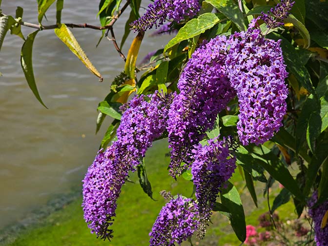 Butterfly Bush (Buddleia davidii) arching shoots and lance-shaped purple flowers, Thames Path Greenwich 2024