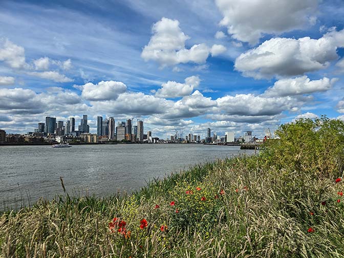 Wild flowers and urban landscape, Thames Path Greenwich 2024