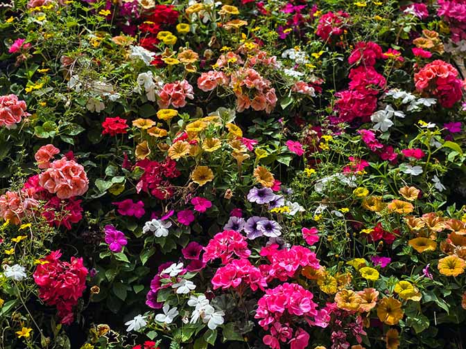 Colorful flowers in hanging garden, Thames Path 2024