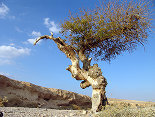An Atlantic Pistachio (Pistacia atlantica) in Judean Desert – to a large gallery picture