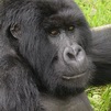 Rwanda, Gorilla Park