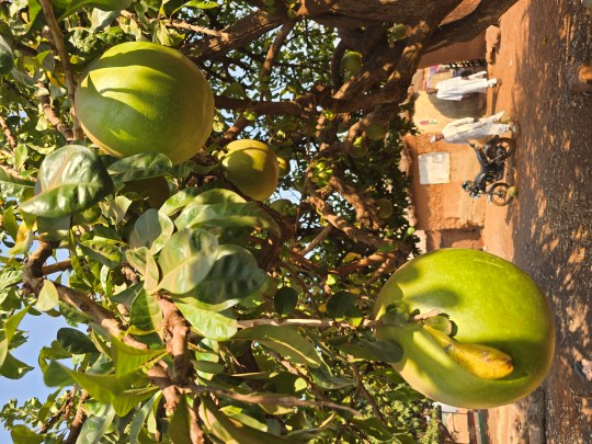 A calabash tree (Crescentia cujete) at Nbanayli Dagomba Village, Ghana 2026