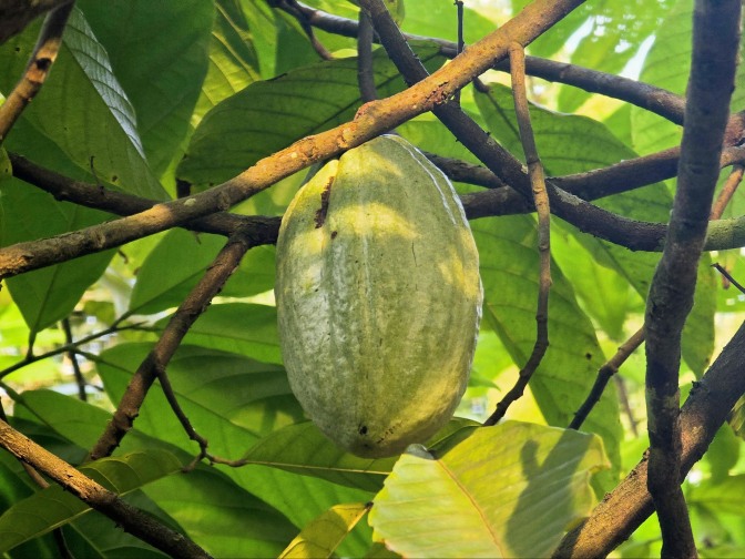 Unripe cacao pod growing on a Theobroma cacao tree, Ghana 2026