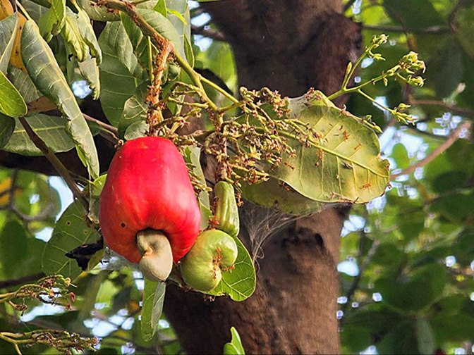 A cashew apple (Anacardium occidentale) and cashew nut, Togo 2026