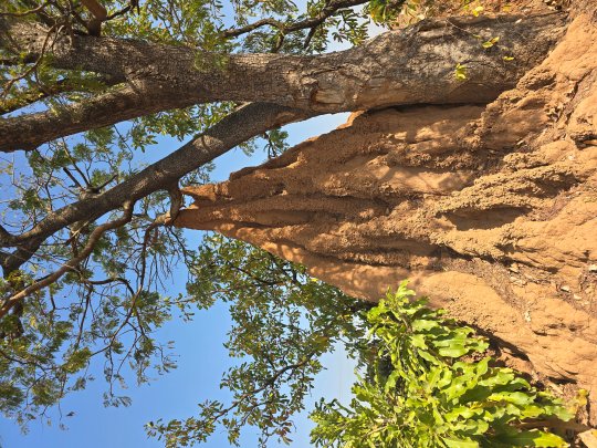 A large termite mound (termitarium), Ghana 2026