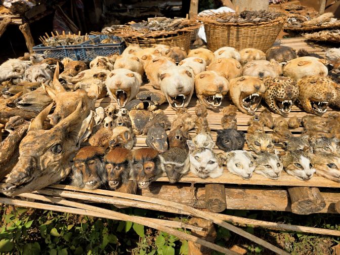 Animal skulls at the Abomey Voodoo (Voudu) Fetish Market, Benin 2026