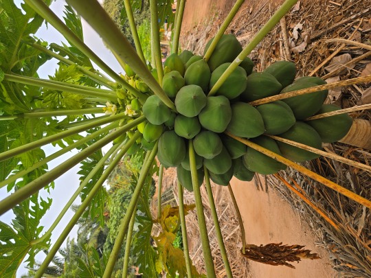 Papaya plant heavily laden with unripe fruits at Songhai Institute in Porto-Novo, Benin 2026