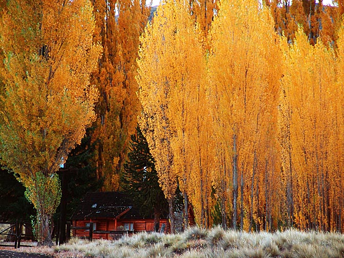 The glowing autumn foliage in Paso de Cordoba, the Neuquen province 2004