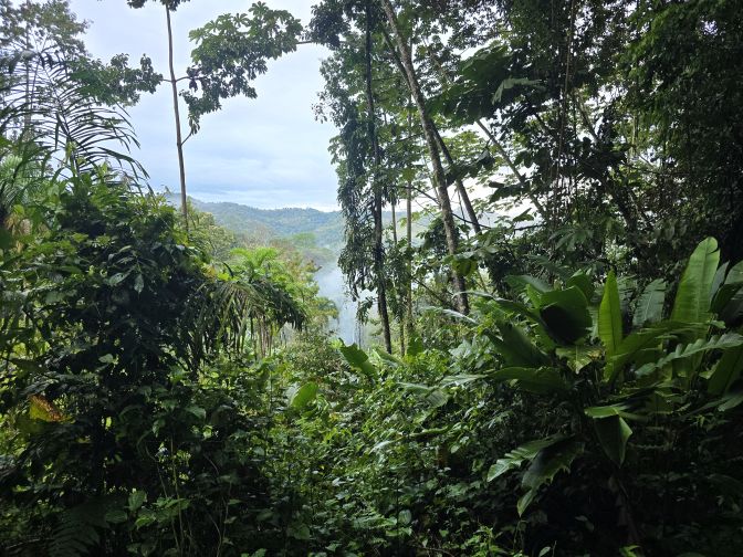 A dense tropical rainforest landscape with a lush canopy, diverse foliage, and misty hills around Tsiobata village, 2026