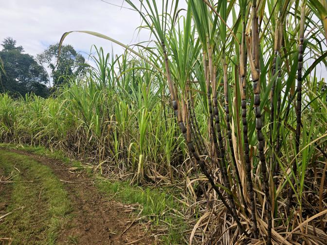 ��� ���� ����, 2026