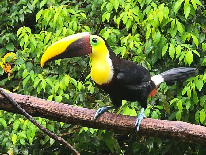 A yellow-throated toucan (Ramphastos ambiguus), 2026