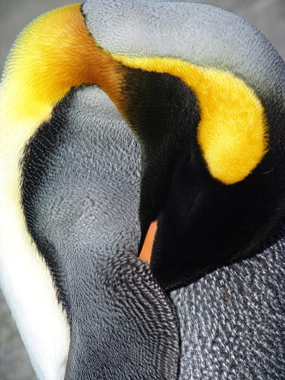 A King Penguin (Aptenodytes patagonicus) gathered in St Andrews Bay, 2004