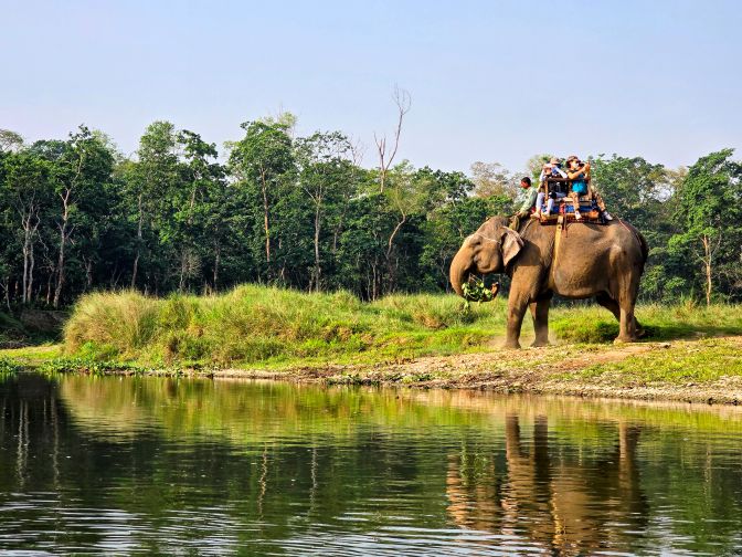Elephant safari, 2025