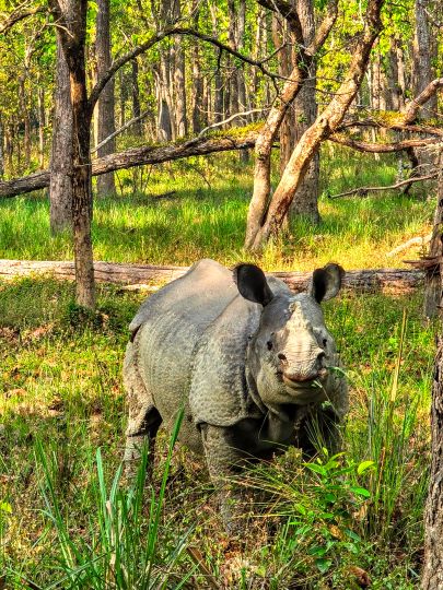 Indian rhinoceros (Rhinoceros unicornis), also known as the greater one-horned rhinoceros, chewing grass, 2025