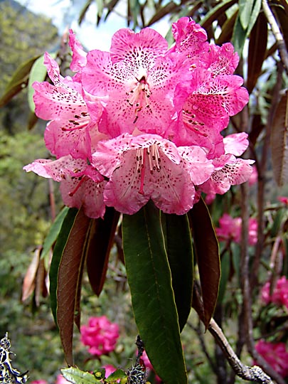 An impressive pink Rhododendron blossom, between Phole and Ghunsa, 2006