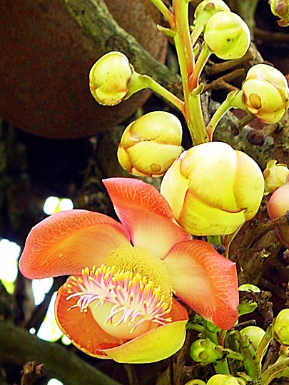 The Cannon Balls tree blossom in Kandy's Botanical Gardens, Sri Lanka 2002