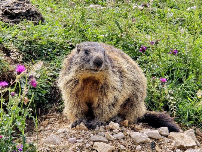 An Alpine marmot (Marmota marmota), 2025