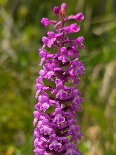 Fragrant orchid (Gymnadenia conopsea), 2025