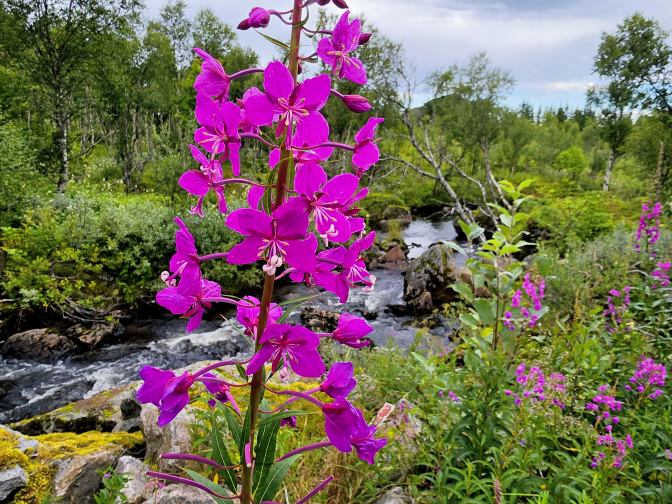 Fireweed (Chamaenerion angustifolium), also known as Rosebay Willowherb, near Mefjordvaer Village, 2026