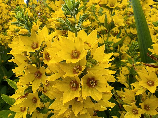Yellow Loosestrife (Lysimachia punctata) at Mefjordvaer Village, 2026
