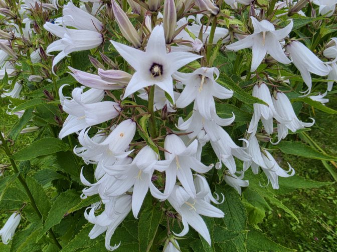 White Blaze Ladybells (Adenophora pereskiifolia) at Mefjordvaer Village, 2026