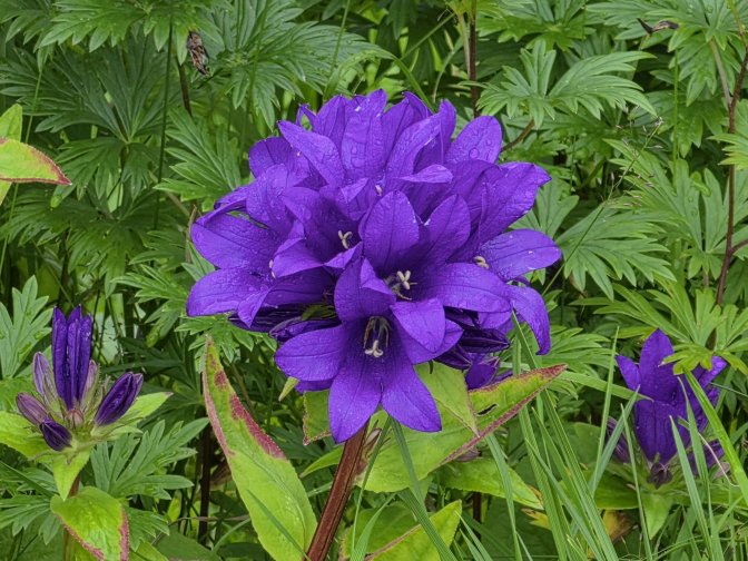 Clustered Bellflower (Campanula glomerata) at Mefjordvaer Village, 2026