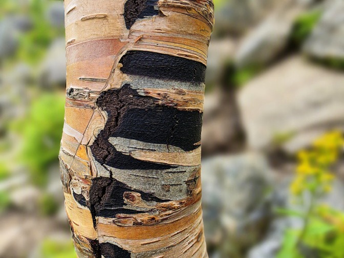 Yellow birch (Betula alleghaniensis), 2026 Yellow birch (Betula alleghaniensis), 2026
