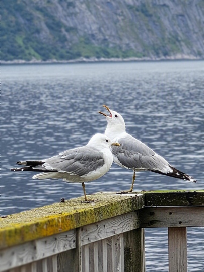 Seagulls in Mefjordvaer village, 2026 Seagulls in Mefjordvaer village, 2026