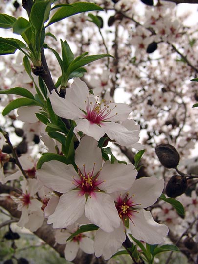 The blossom of the almond tree (Amygdalus communis) on the terraces around Ein Kerem, 2008